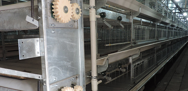 夏季規(guī)?；B(yǎng)雞舍通風(fēng)的模式探討